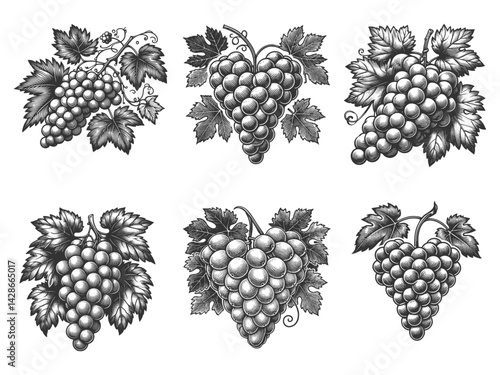 grape bunches Set collection bundle sketch engraving generative ai vector illustration. Scratch board imitation. Black and white image.