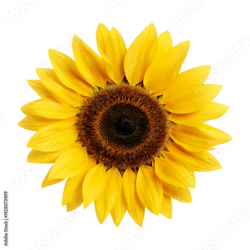 a close-up of sunflower in full bloom on transparent background