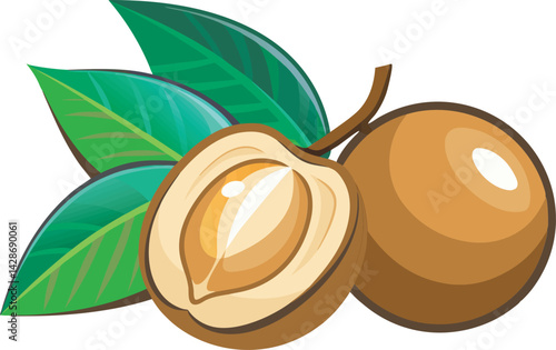 A vibrant vector art illustration showcasing a delicious sapodilla fruit, sliced and whole, with rich colors and realistic juicy textures
