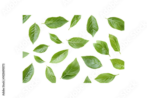 Wallpaper Mural Green ivy leaves arranged on a white background Torontodigital.ca
