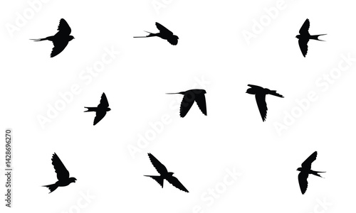Flying African red rumped swallow bird Silhouette Design  And Vector Illustration. 