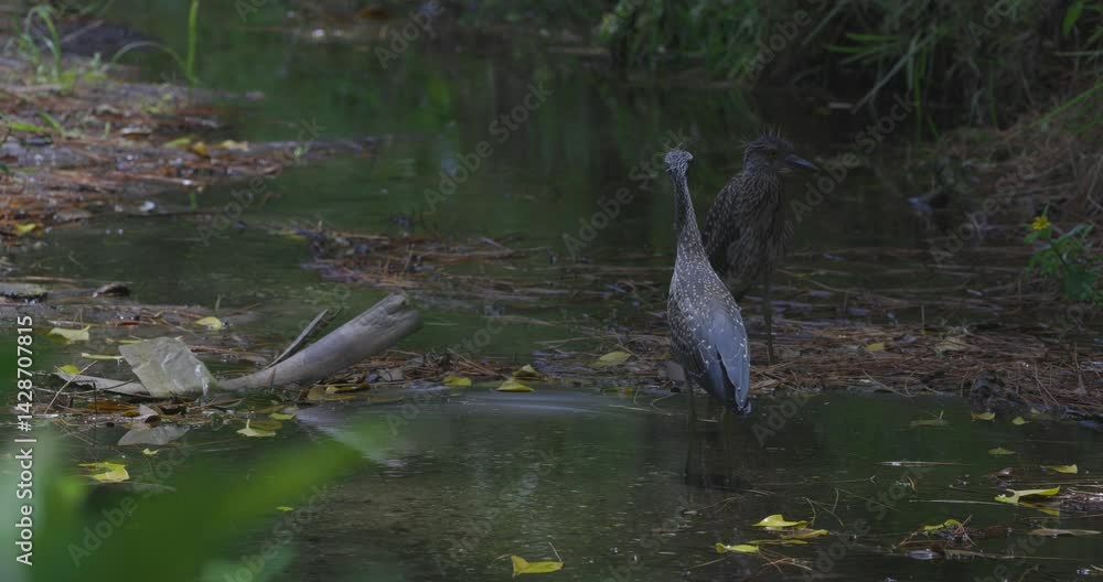 Two herons stand alert in a quiet swamp, surrounded by murky water, fallen leaves, and dense foliage Two herons stand alert in a quiet swamp, surrounded by murky water, fallen leaves, and dense foliage