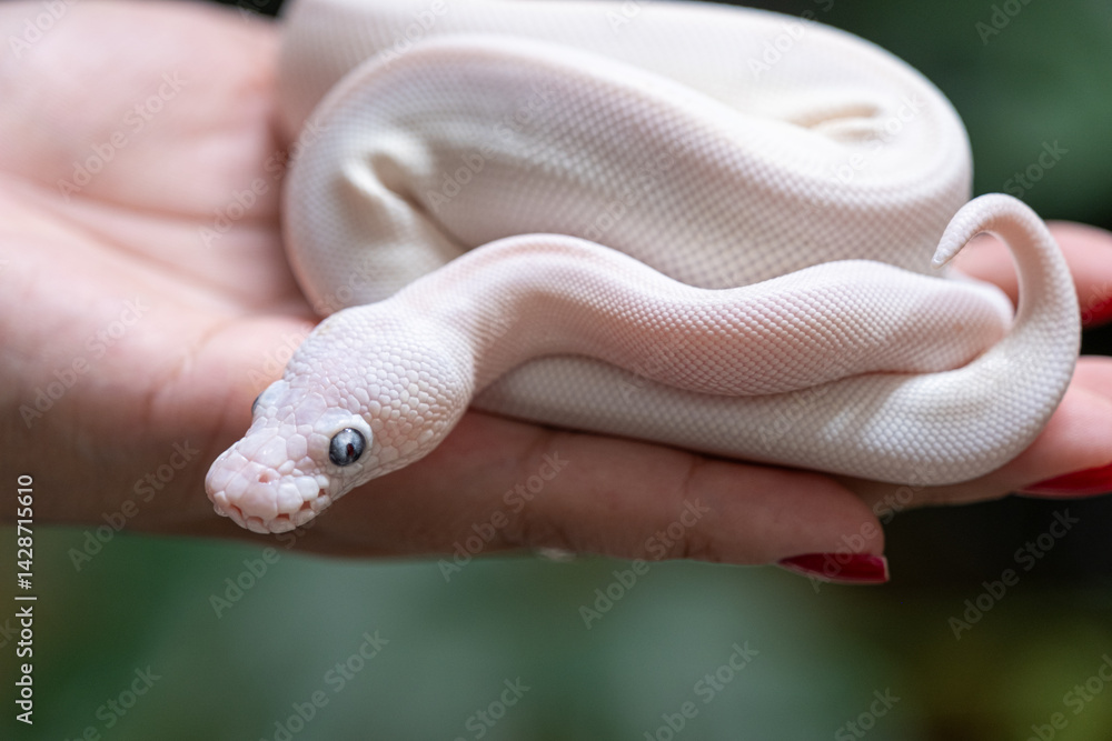 Fototapeta premium Baby ball python Lucy morph in a woman's hand.