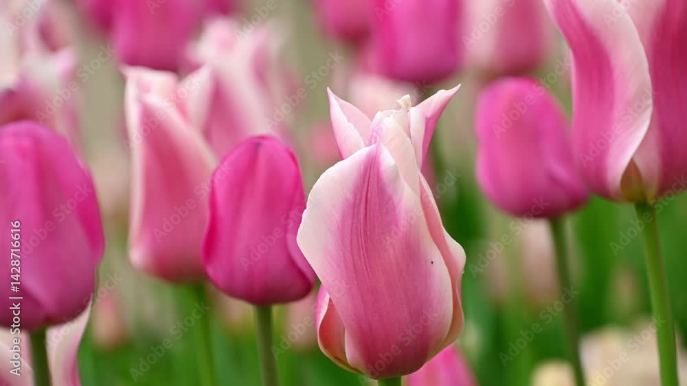 Beautiful pink tulips in the garden swaying in the wind. Spring bloom. Floral background. Beautiful pink tulips in the garden swaying in the wind. Spring bloom. Floral background.