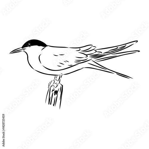 Aleutian Tern. Vector outline icon.