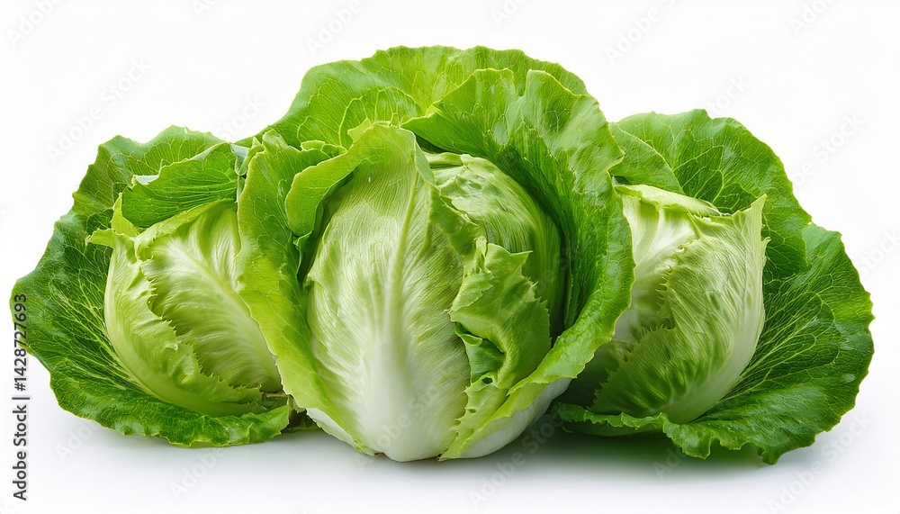 fresh lettuce cabbage isolated on white background fresh lettuce cabbage isolated on white background