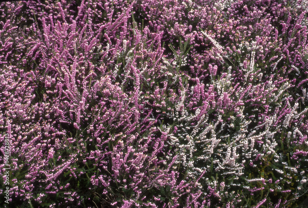Fototapeta premium Bruyere, erica x Darleyensis