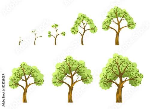 Tree growth stages. Plant grow, Seed seedling sapling and adult tree with leaves, seeds germination seedlings planting, trees growing nature life cycle concept. Vector illustration