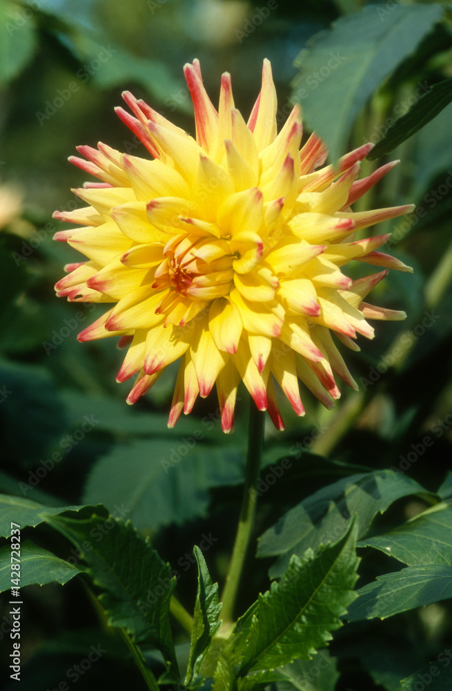 Dahlia décoratif, Dahlia 'Avator'