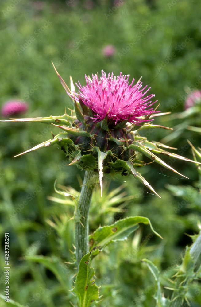 Chardon Marie,.Silybum marianum