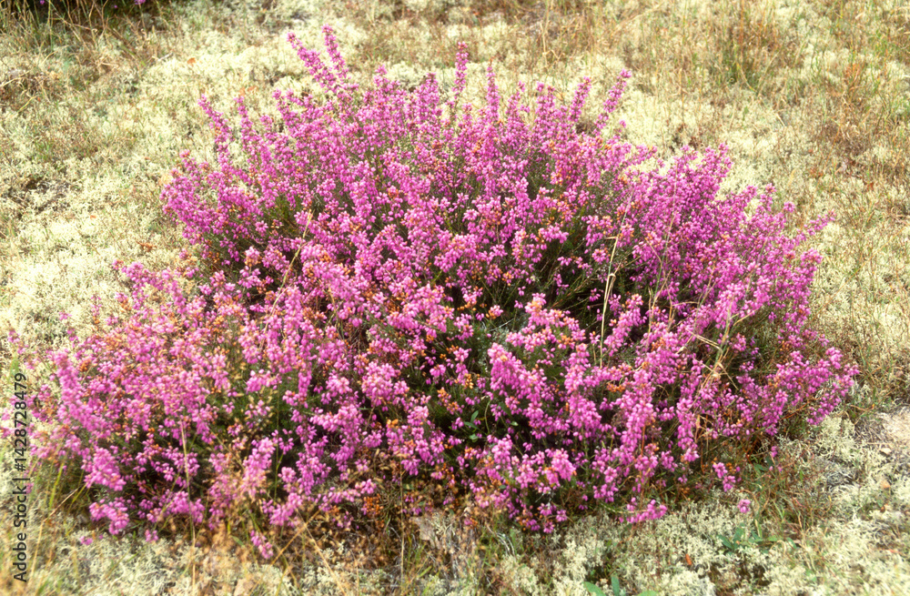 Callune , Calluna vulgaris, Bryere, erica vulgaris