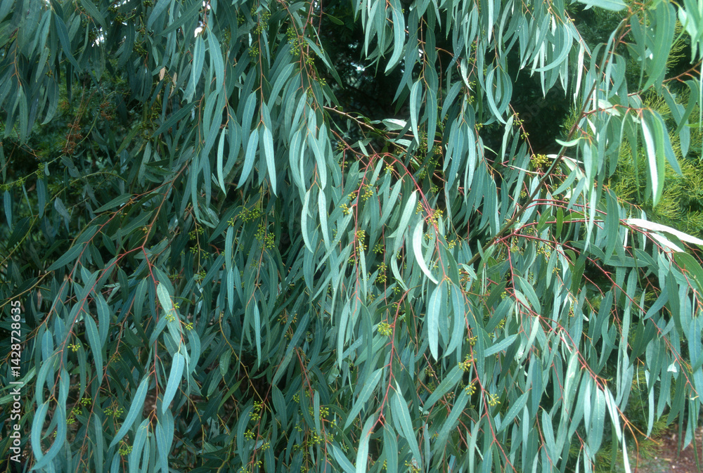Eucalyptus
