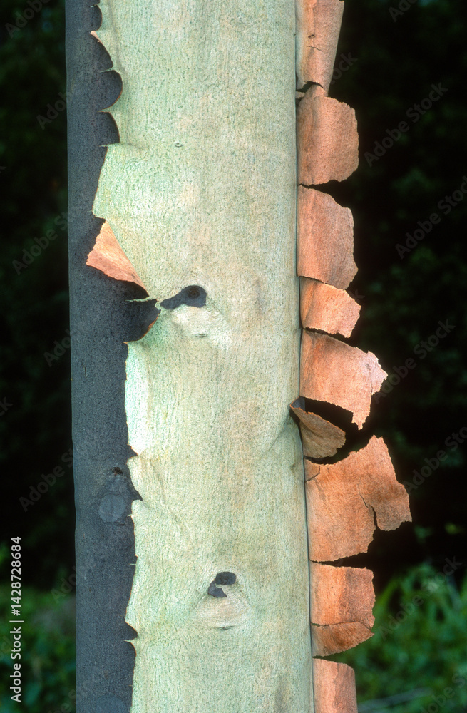 Eucalyptus