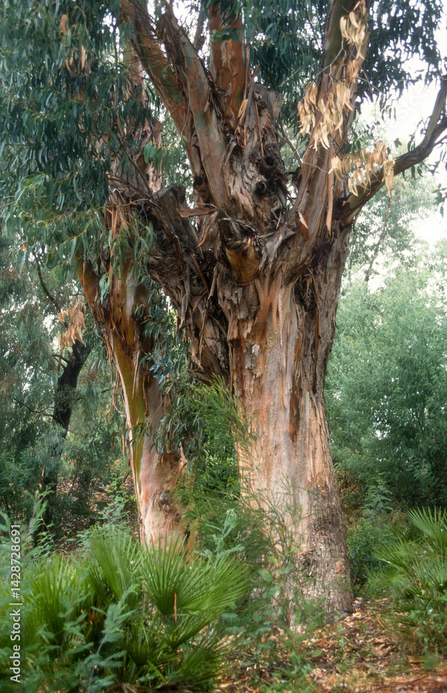 Eucalyptus