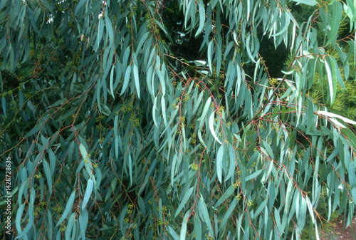 Obraz na płótnie Eucalyptus w salonie