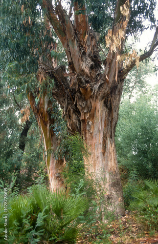 Obraz na płótnie Eucalyptus w salonie