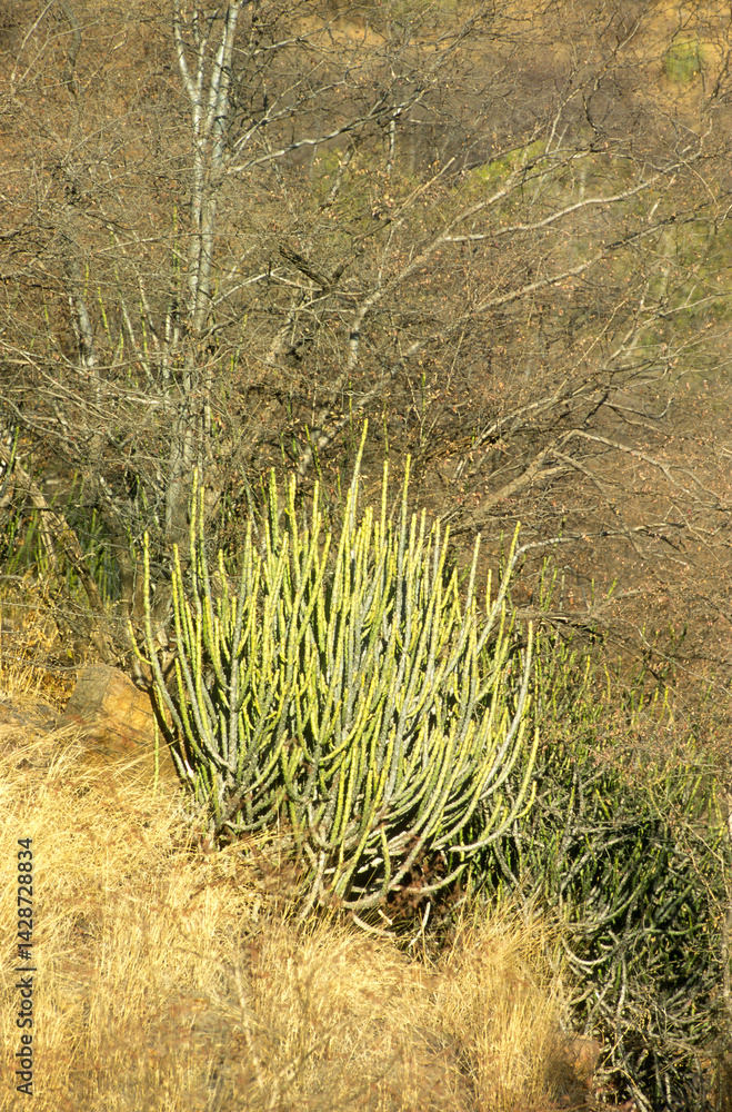 Euphorbia caducifolia, Euphorbe à feuilles caduques, Parc national de Ranthambore, Rajasthan; Inde