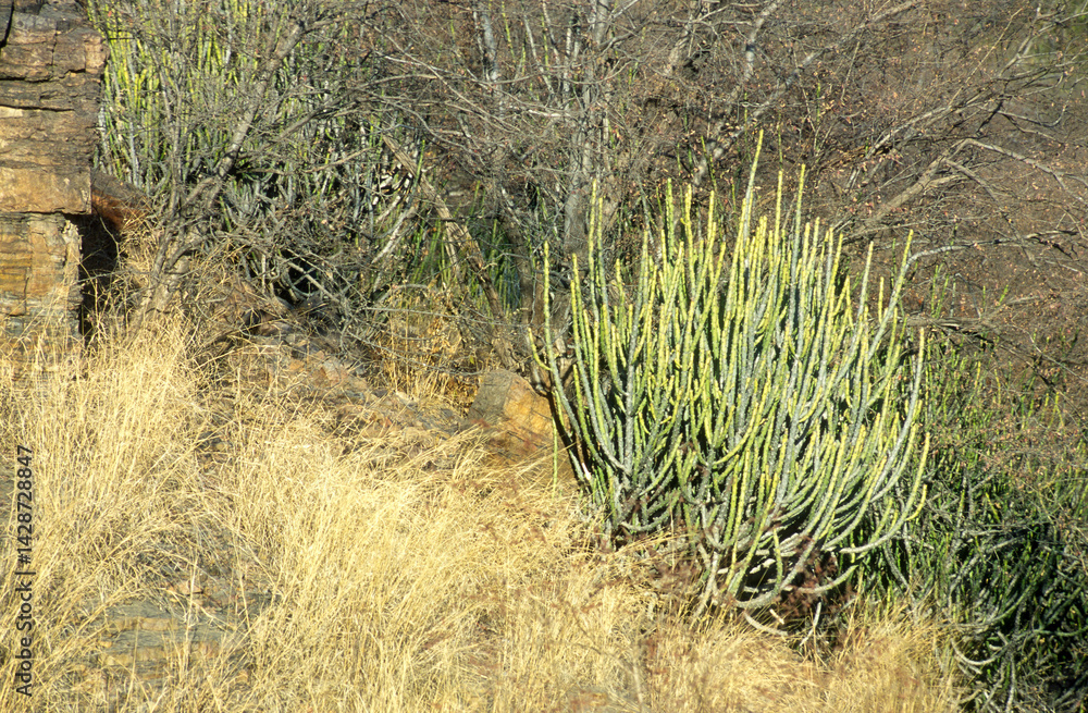 Euphorbia caducifolia, Euphorbe à feuilles caduques, Parc national de Ranthambore, Rajasthan; Inde