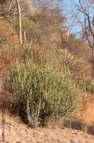 Euphorbia caducifolia, Euphorbe à feuilles caduques, Parc national de Ranthambore, Rajasthan; Inde