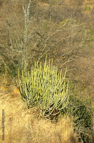 Obraz na płótnie Euphorbia caducifolia, Euphorbe à feuilles caduques, Parc national de Ranthambore, Rajasthan; Inde w salonie