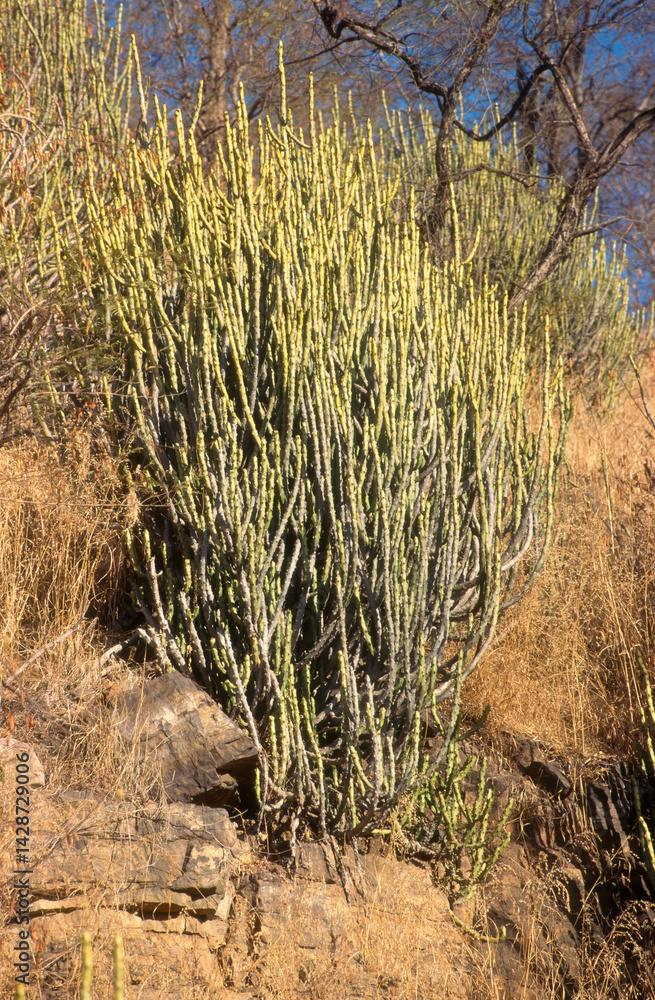 Euphorbia caducifolia, Euphorbe à feuilles caduques, Parc national de Ranthambore, Rajasthan; Inde
