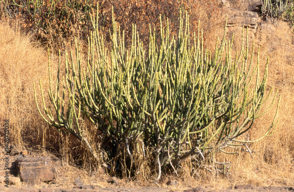 Euphorbia caducifolia, Euphorbe à feuilles caduques, Parc national de Ranthambore, Rajasthan; Inde