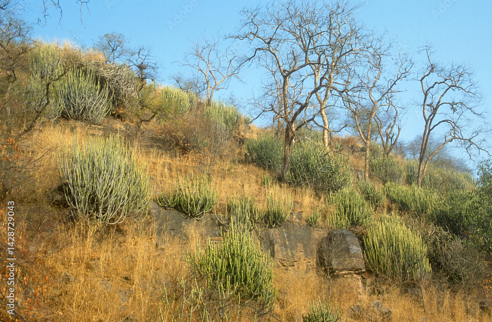 Euphorbia caducifolia, Euphorbe à feuilles caduques, Parc national de Ranthambore, Rajasthan; Inde
