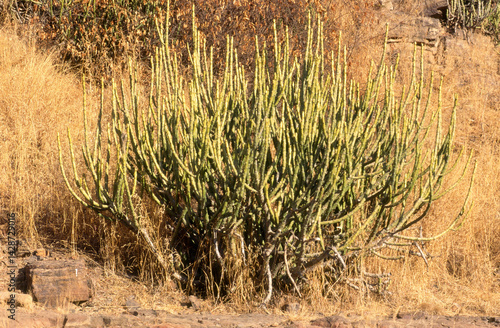 Euphorbia caducifolia, Euphorbe à feuilles caduques, Parc national de Ranthambore, Rajasthan; Inde