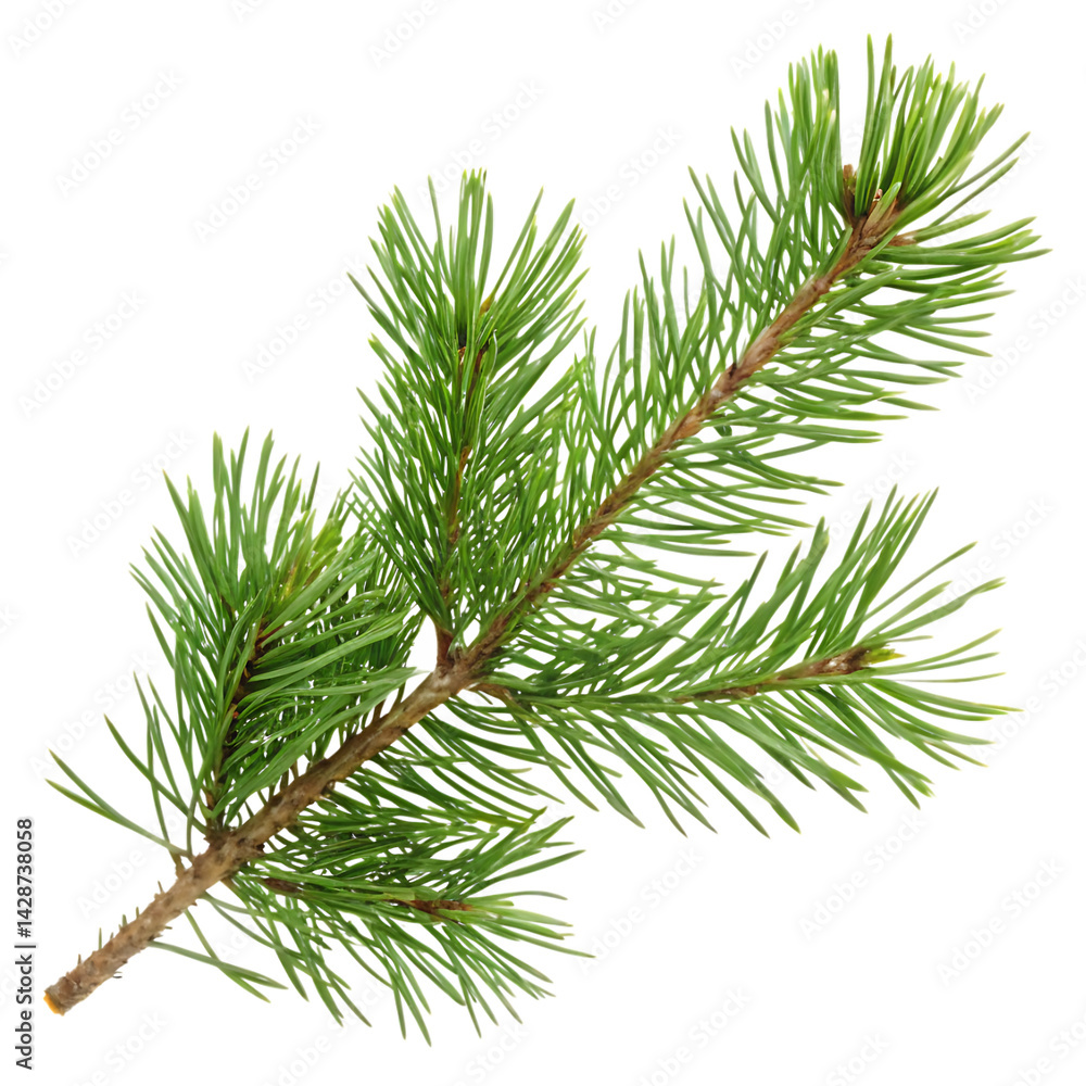 Fresh green pine branch isolated on black background Fresh green pine branch isolated on black background