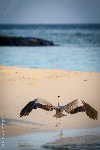 grey heron about to land at the beachside