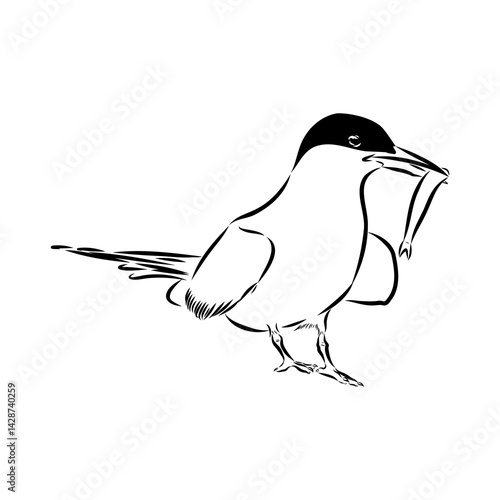 Aleutian Tern. Vector outline icon.