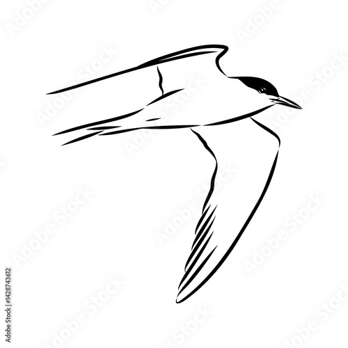 Aleutian Tern. Vector outline icon.