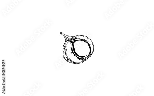 Areca Nut Fruit – AI-Styled Nut Illustration with Hard Exterior Shell