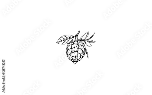 Areca Nut Fruit – AI-Styled Nut Illustration with Hard Exterior Shell