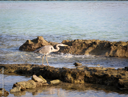 grey heron looking for food at Fulidhoo island beach in Maldives