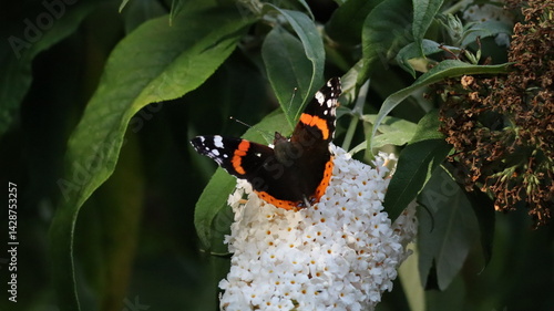 Quadro su tela Red Admiral butterfly in a garden