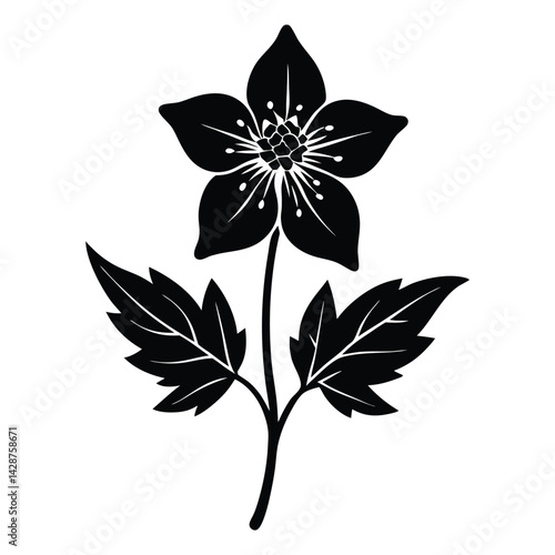 christmas aconite flower silhouette vector on white background
