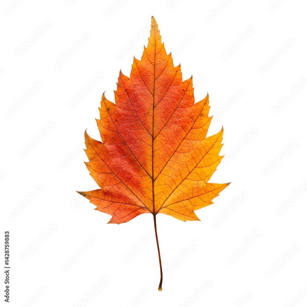 Fototapeta premium Single autumn maple leaf with vibrant colors
