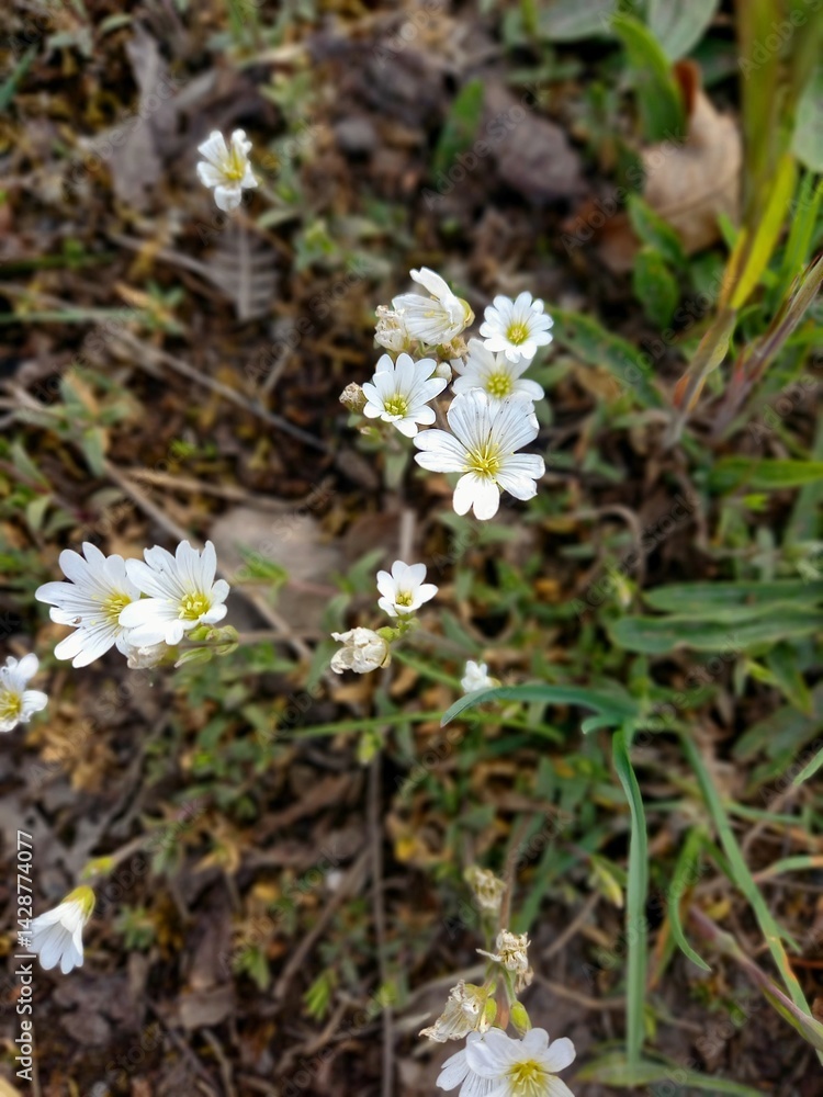 wild white flowers. Acker-Hornkraut,Cerastium arvense ist eine Pflanze innerhalb der Familie der Nelkengewächse, Caryophyllaceae. Es ist eine Heilpflanze und essbar.