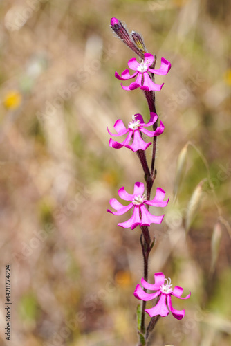 Wildflowers (Silene scabriflora)