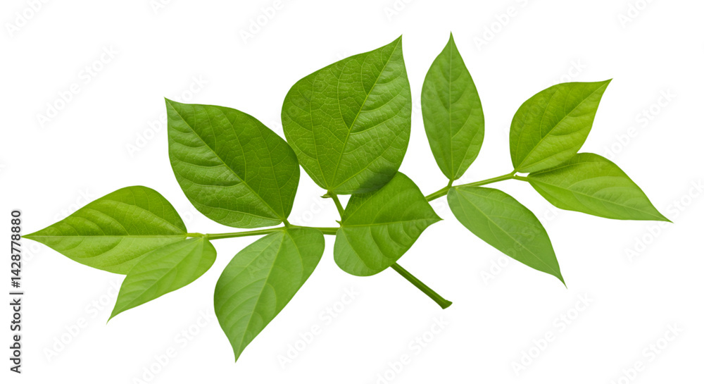 Fresh green leaves stem image Fresh green leaves stem image
