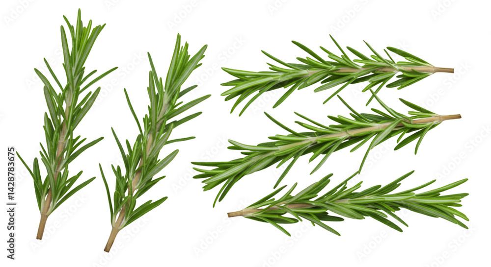 Obraz premium Fresh rosemary sprigs isolated on black