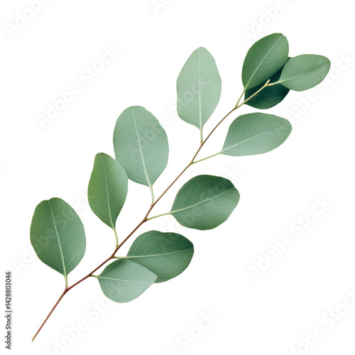 Eucalyptus leaf nature transparent background minimalist botanical close-up