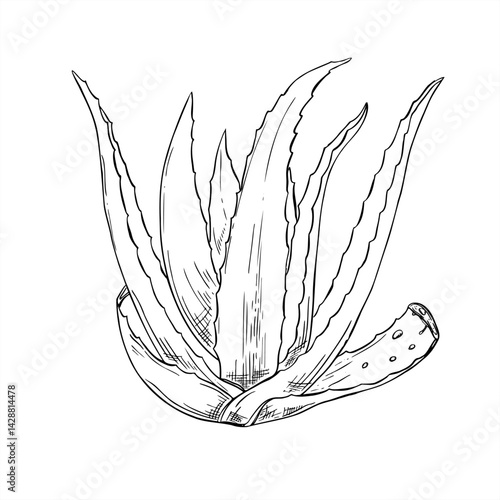 Monochrome aloe vera plant with two lower leaves cut off with drops vector isolated illustration painted by black inks. Healthy succulent for skin care branding, cosmetology, cosmetic products