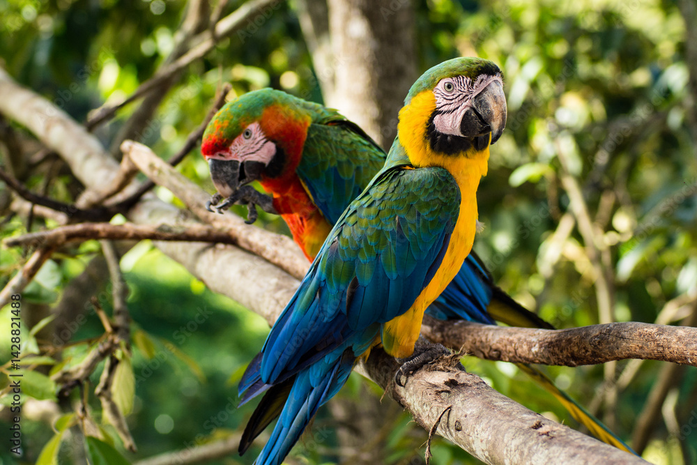 Obraz premium Macaws in trees