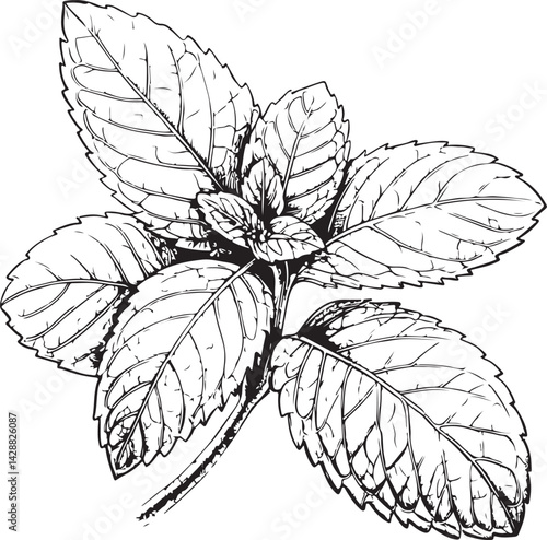Mint Leaf / Leaves Black and White Vector Illustration, Sketch Drawing Line Linear Symbol Icon Engraving, Hand-drawn Isolated