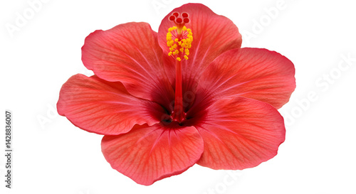 Wallpaper Mural Red hibiscus flower closeup Torontodigital.ca