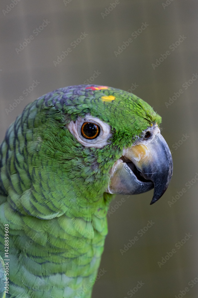 Fototapeta premium Close up of a Southern mealy amazon Parrot Portrait 