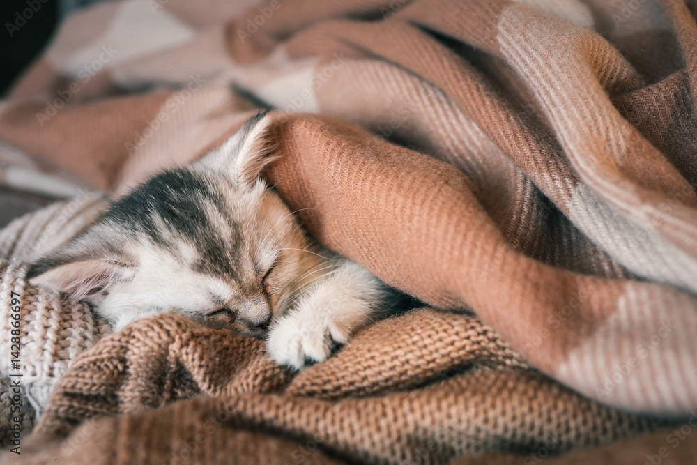 Obraz premium Close-up of a sleeping kitten curled up in cozy brown and beige knit blankets, capturing a peaceful and heartwarming moment
