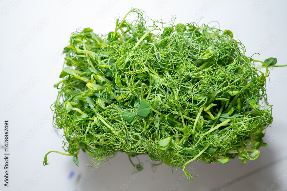 Fresh pea microgreens with dewdrops on delicate tendrils, placed on a light background. A vibrant and healthy ingredient rich in vitamins for salads, smoothies, and gourmet dishes. Fresh pea microgreens with dewdrops on delicate tendrils, placed on a light background. A vibrant and healthy ingredient rich in vitamins for salads, smoothies, and gourmet dishes.